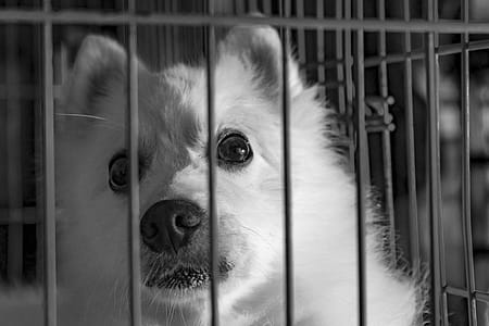 Grayscale Photography of Dog in Cage thumbnail
