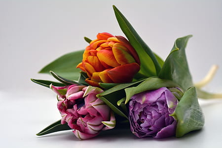 three pink, purple, and orange flowers thumbnail