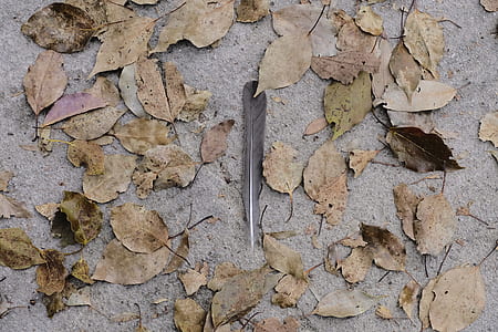 gray feather near withered brown leaves on concrete pavement thumbnail