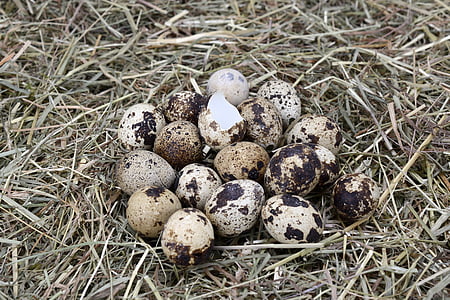quail egg on brown nest thumbnail