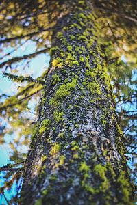 tree covered with moss thumbnail