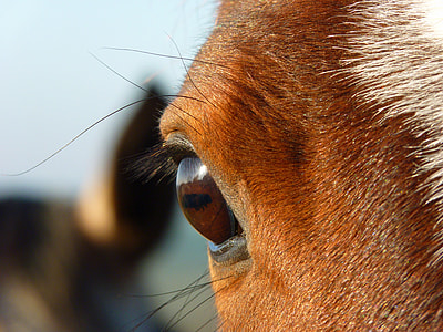 selective focus photography of animal eye thumbnail
