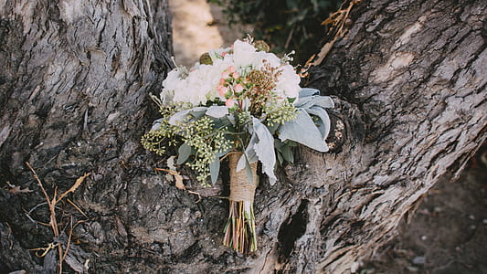 white roses bouquet on tree trunk thumbnail