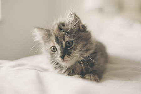 selective focus photography silver tabby cat thumbnail