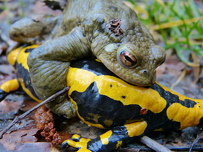 closeup photo of green frog thumbnail