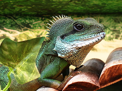 green lizard on brown wooden surface thumbnail