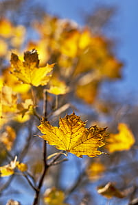 maple tree with autumn leaves thumbnail