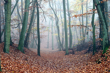 forest trees covered with fog during daytime thumbnail