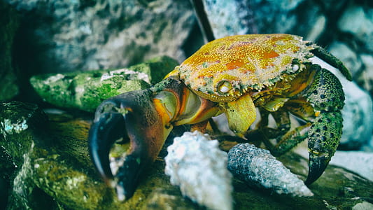 brown crab walking on top of rock thumbnail
