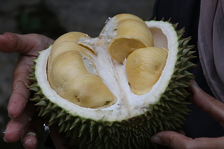 open jackfruit on hands of a person thumbnail