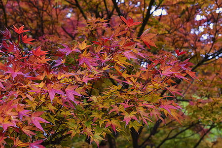 pink and orange maple tree thumbnail