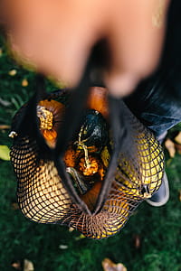 Variety of Pumpkins thumbnail