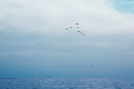 Sea, sky and birds thumbnail