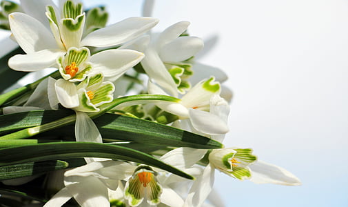 white orchid flower bouquet thumbnail