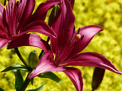 Tiger Lily, Lilium Bulbiferum thumbnail