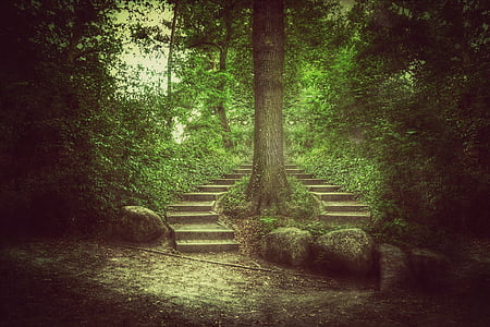 green leafed trees thumbnail