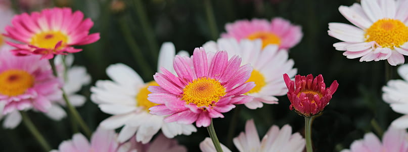white and pink petaled flowers beside each others thumbnail