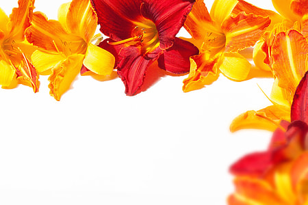 yellow and red petaled flowers thumbnail