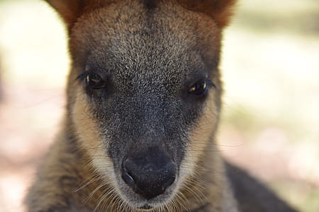 brown and black animal in shallow focus photography thumbnail