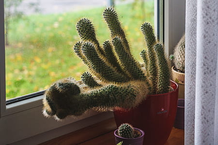 Green Cactus Potted Plant thumbnail