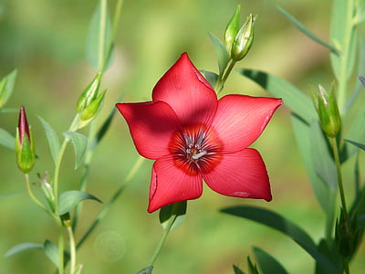 depth of field photography of red 5-petaled flower thumbnail