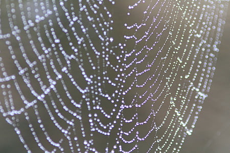 close-up photography of spider web thumbnail
