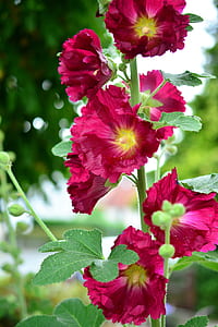 pink and yellow flowers thumbnail