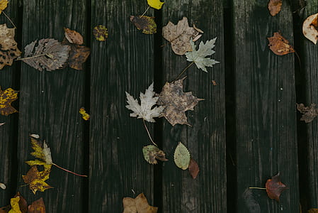 leaves on wooden panel thumbnail