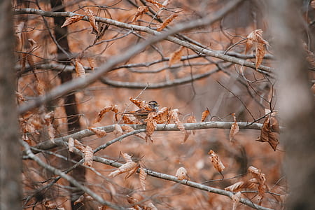 brown leaf tree thumbnail