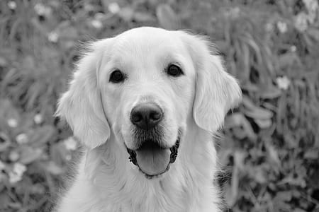 white dog thumbnail