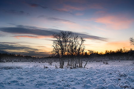 bare trees on snow covered ground thumbnail