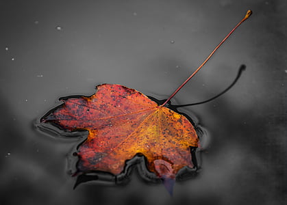 red maple leaf on body of water thumbnail