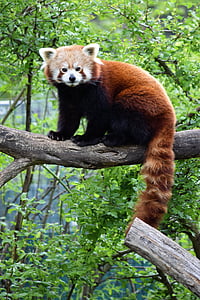 red panda on tree branch during daytime thumbnail