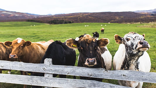 brown, white, and black cattle near gray fence thumbnail