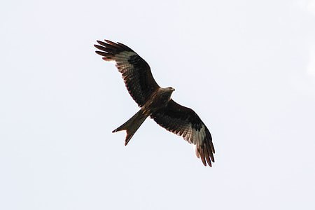 White Tailed Eagle, Müritz thumbnail