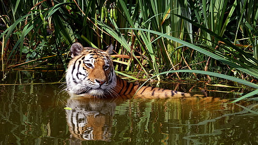 orange lion on water near green plants thumbnail