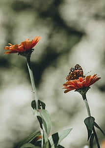 selective photo of painted lady butterfly perching on orange daisy flower at daytime thumbnail