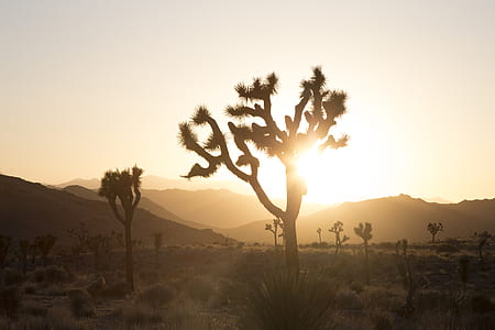 silhouette photo of trees on desert thumbnail