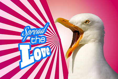 ring-billed gull photo thumbnail