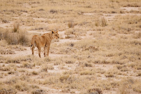 brown lioness thumbnail