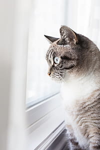 Cat Enjoying The View Photo thumbnail
