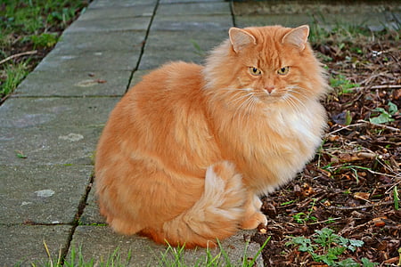 orange cat sitting on walkway thumbnail