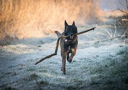 adult black and brown Belgian malinois carrying fetch stick thumbnail