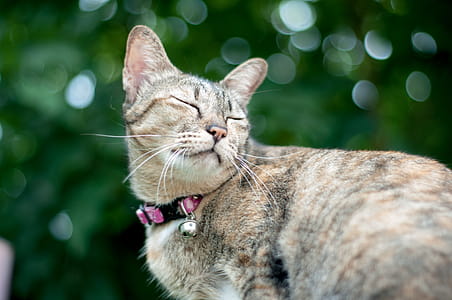 Bokeh Photography of Brown Tabby Cat thumbnail