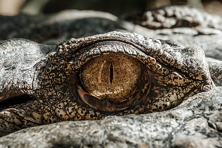 closeup photography of crocodile eye thumbnail