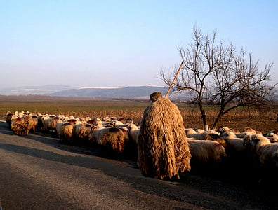 herd of sheep on field thumbnail