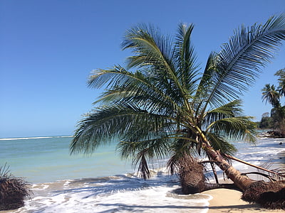 fallen green coconut tree in beach thumbnail