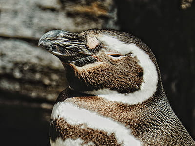 closeup photo white and black penguin thumbnail