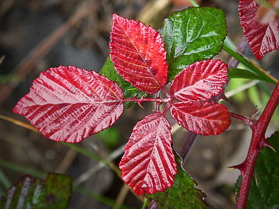 closeup photo of red and green leafed plant thumbnail