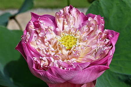 closeup photo of white and purple petaled flower thumbnail